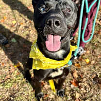 Thumbnail photo of Dante #2