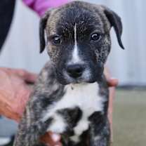 Thumbnail photo of Tahoe #2