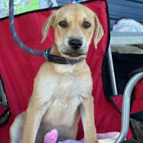 Thumbnail photo of Amber #3