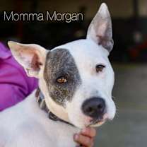 Thumbnail photo of Bronco #4