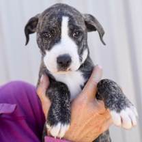 Thumbnail photo of Bronco #1