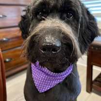 Thumbnail photo of Luke Goldendoodle #1