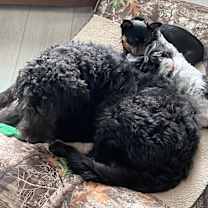 Thumbnail photo of Luke Goldendoodle #3