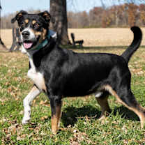 Thumbnail photo of Cody #1