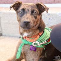 Thumbnail photo of Sammie #1