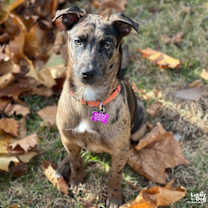 Thumbnail photo of Sammie #2