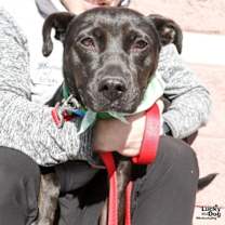 Thumbnail photo of Glitch #1