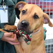 Thumbnail photo of Joey #3