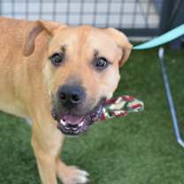 Thumbnail photo of Joey #4