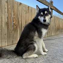 Thumbnail photo of Drogo #2