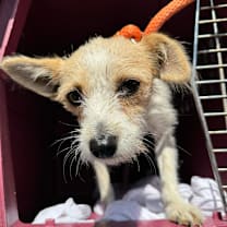 Thumbnail photo of Nana #4