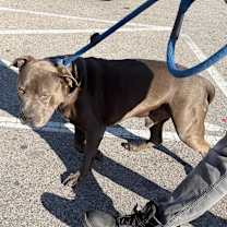 Thumbnail photo of Gaston  #2