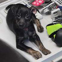 Thumbnail photo of Alvin #1