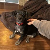 Thumbnail photo of Alvin #2