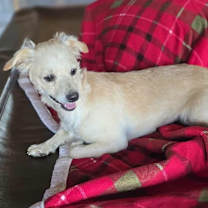 Thumbnail photo of SugarPlum #3