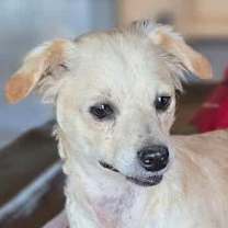 Thumbnail photo of SugarPlum #1