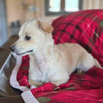 Thumbnail photo of SugarPlum #4