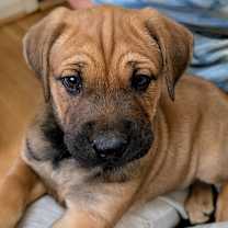 Thumbnail photo of Pistachio #2