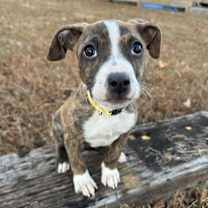 Thumbnail photo of Clove #1