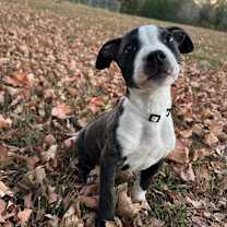 Thumbnail photo of Cobweb #1