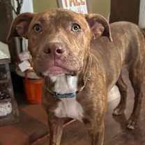 Thumbnail photo of Sierra #2