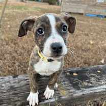 Thumbnail photo of Clove #2