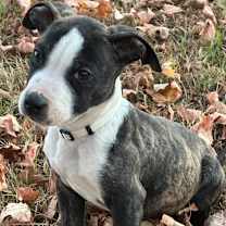 Thumbnail photo of Cobweb #2