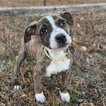 Thumbnail photo of Clove #3