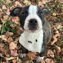 Thumbnail photo of Cobweb #3