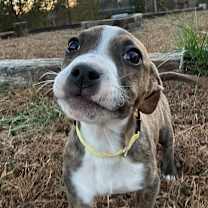 Thumbnail photo of Clove #4