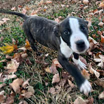 Thumbnail photo of Cobweb #4