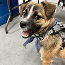 Thumbnail photo of TRENT #4