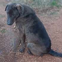 Thumbnail photo of Zane #4