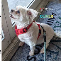 Thumbnail photo of Oliver #3