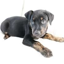 Thumbnail photo of Spruce #3