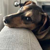 Thumbnail photo of Frito Bandito #2