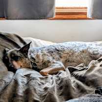 Thumbnail photo of Ramona Flowers #3