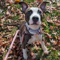 Thumbnail photo of Venus VIII 142 #1