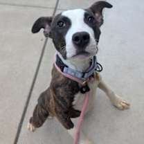 Thumbnail photo of Venus VIII 142 #2