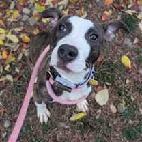 Thumbnail photo of Venus VIII 142 #3