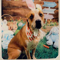 Thumbnail photo of Leo #2