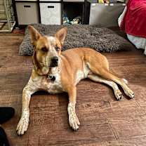 Thumbnail photo of Leo #3