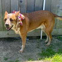 Thumbnail photo of Leo #4