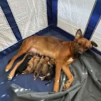 Thumbnail photo of Piñon #2