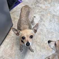 Thumbnail photo of Chloe #2