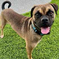 Thumbnail photo of Saquon Barks-ley  #2