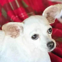 Thumbnail photo of Faye #1