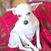 Thumbnail photo of Faye #4