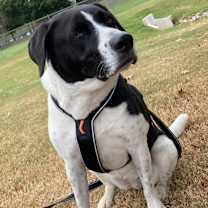 Thumbnail photo of Luna #4