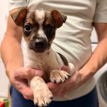 Thumbnail photo of Arrow #2